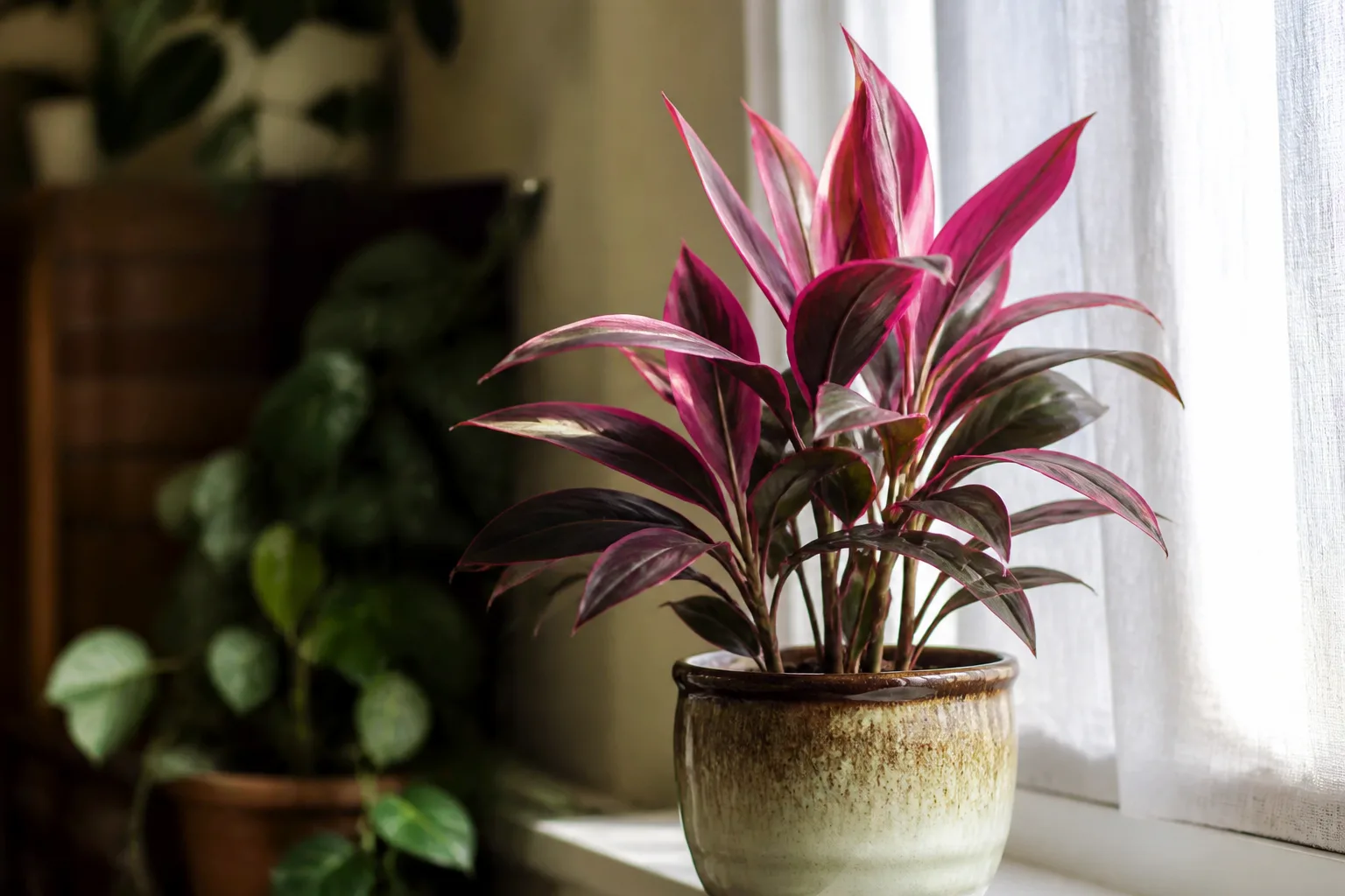 Tropical houseplant on a windowsill receiving bright indirect light through a sheer curtain