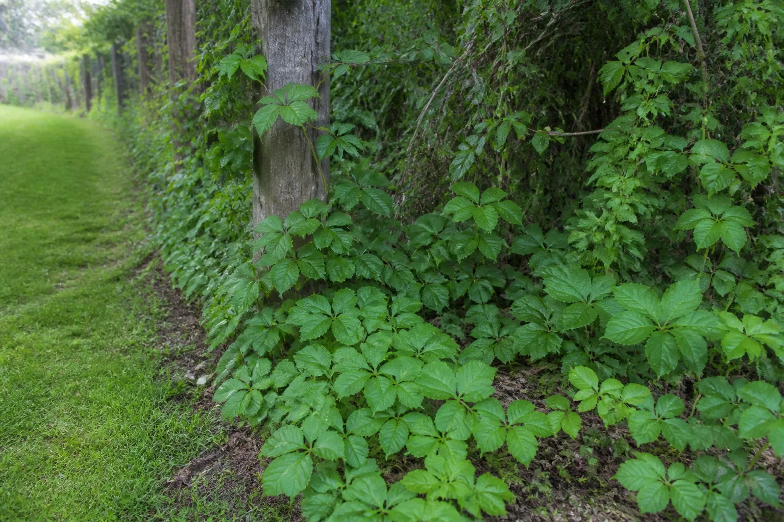 Poison ivy growing along a shaded yard edge and climbing a tree trunk