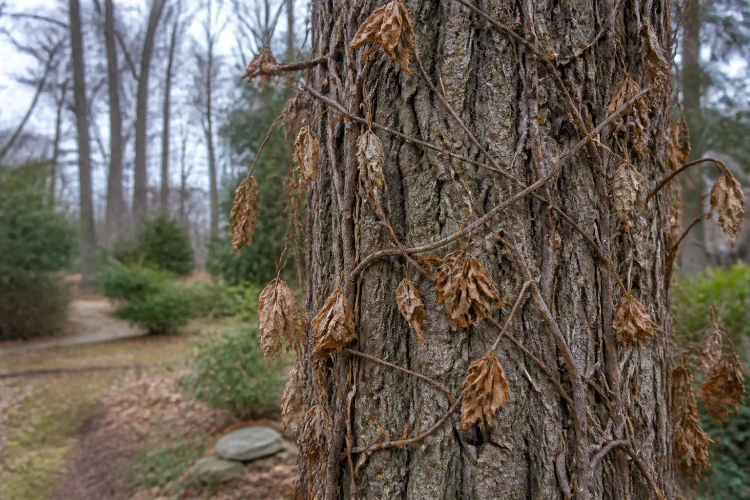 Dead poison ivy vines clinging to a tree trunk, a reminder to contain plant debris