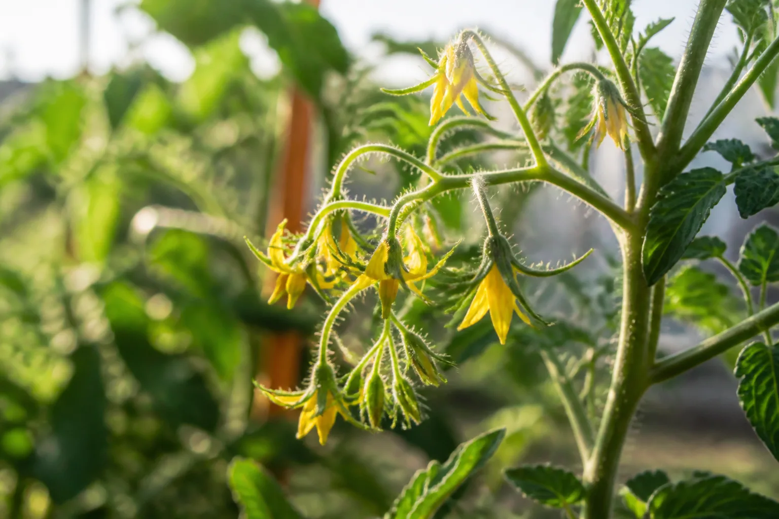 Open yellow tomato flowers on a healthy flower truss