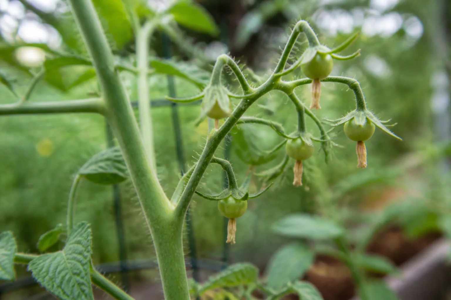 Small tomatoes developing after successful fruit set