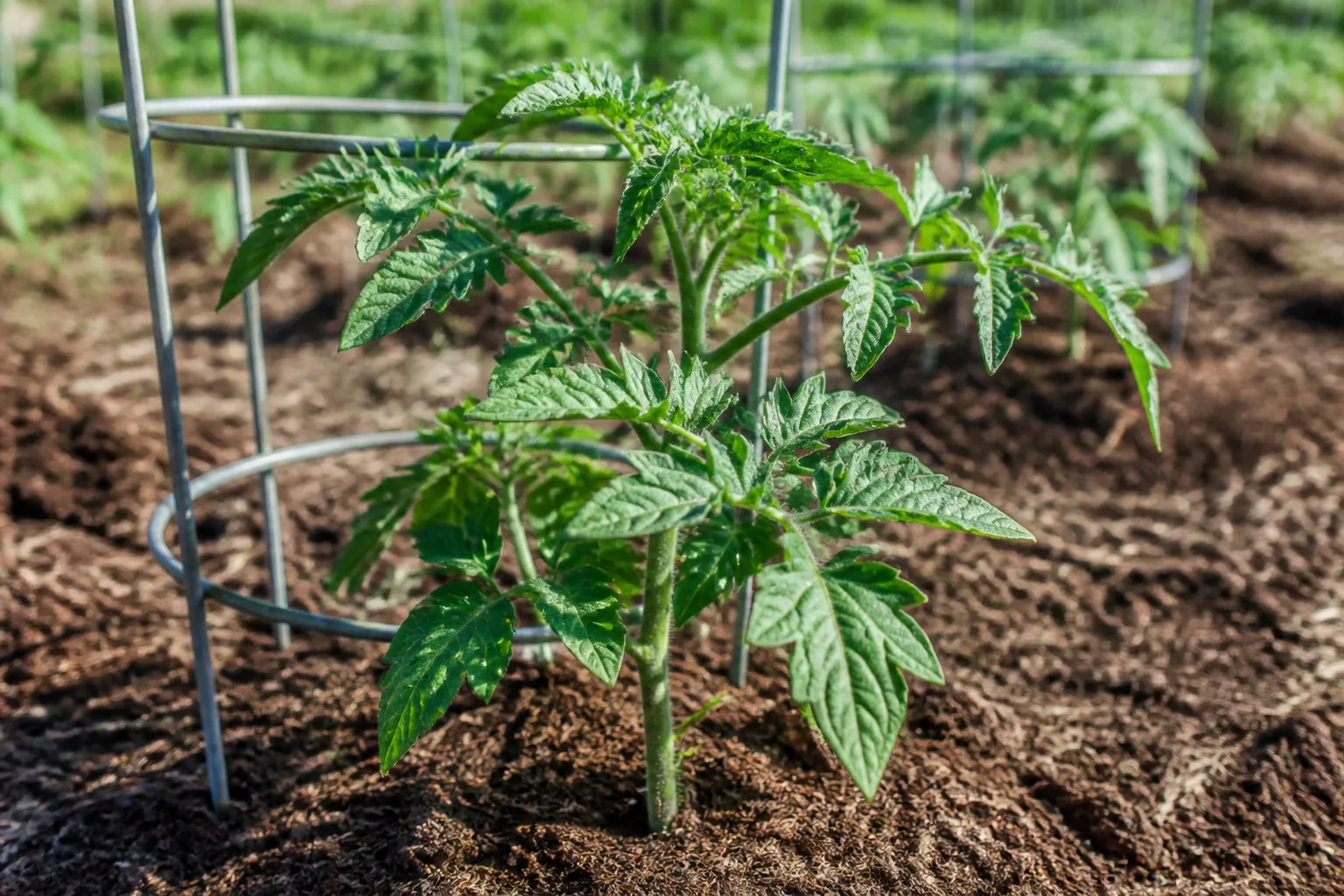 Tomato plant in its leafy vegetative growth stage before fruit set