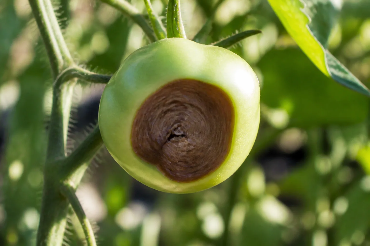 How To Recognize Blossom End Rot for how to recognize blossom end rot