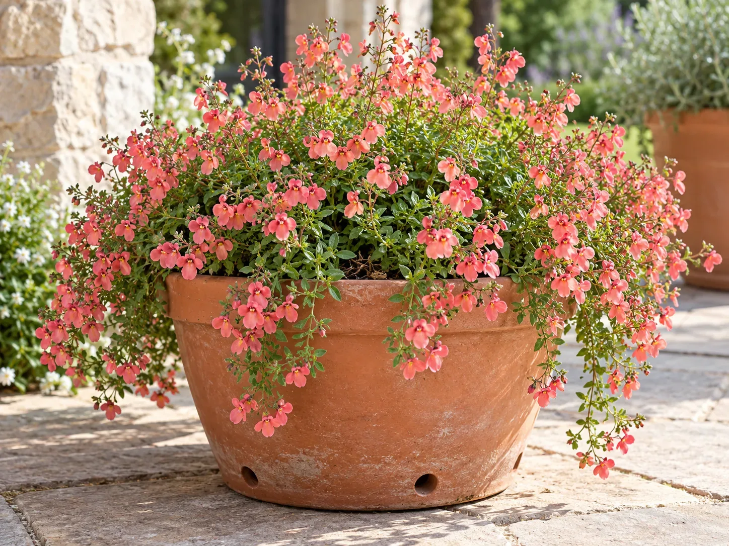 Diascia spilling over the rim of a terracotta patio planter