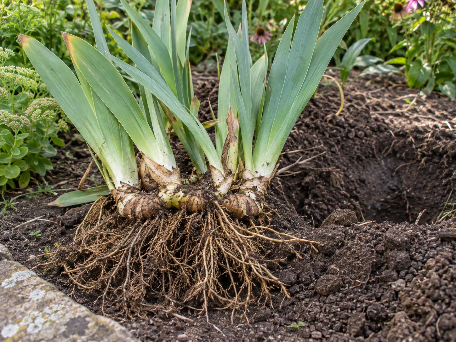 Mature bearded iris clump lifted from the garden with its thick horizontal rhizomes and roots visible