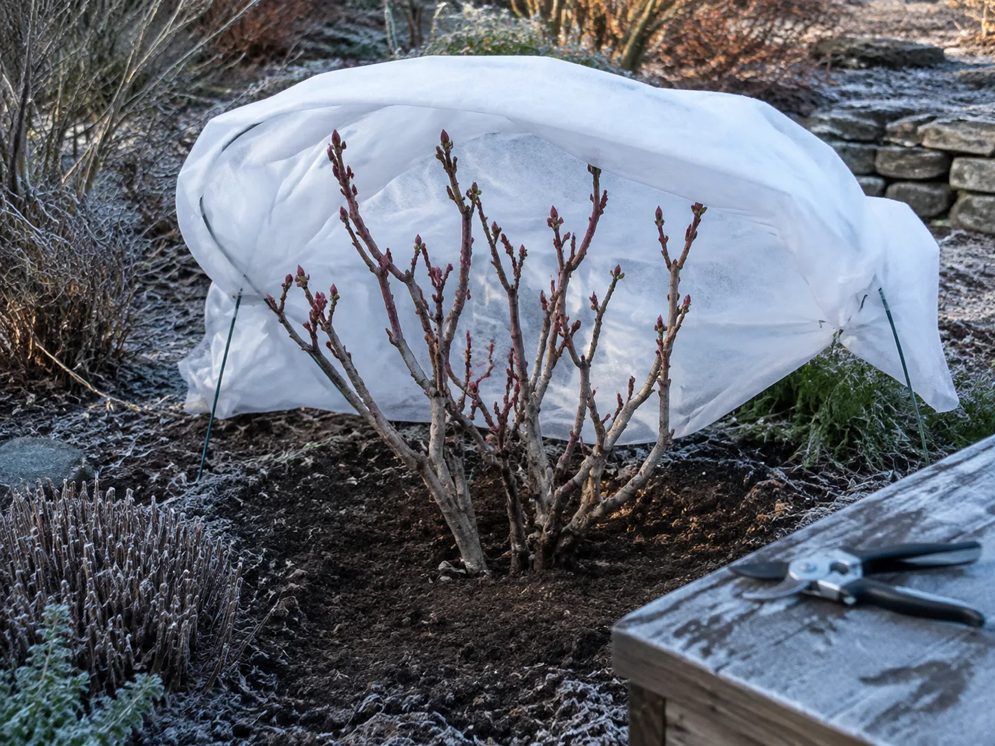 Woody stems of a tree peony entering winter dormancy
