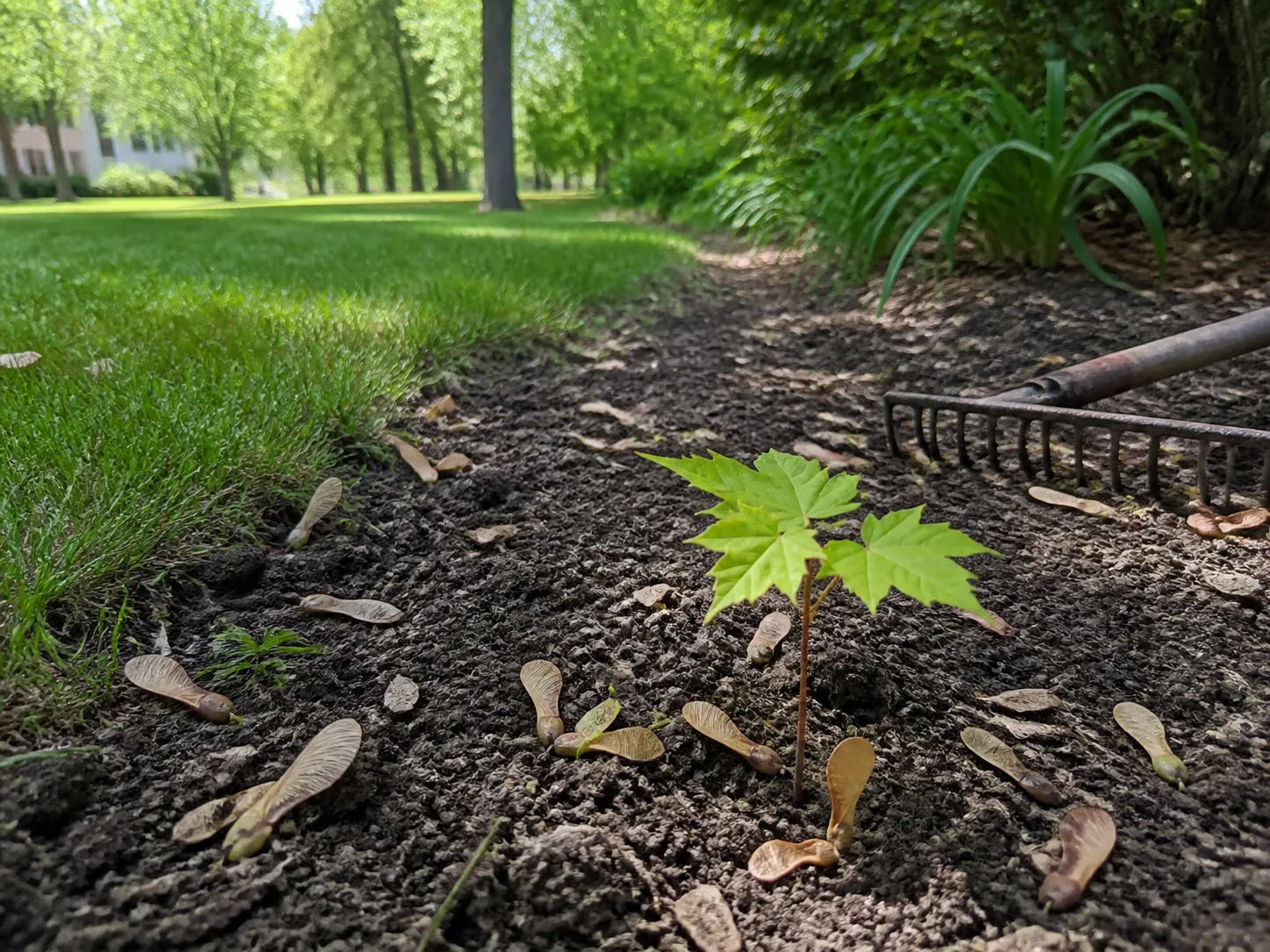 Silver maple samaras and seeds scattered on a lawn beneath a mature maple tree