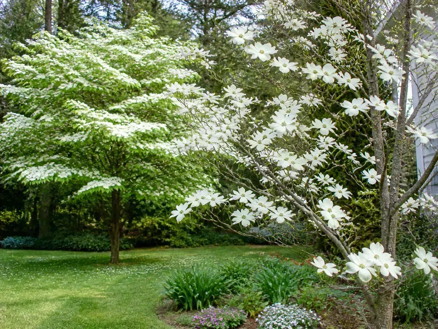 Pagoda dogwood with layered horizontal branches and creamy white spring flowers