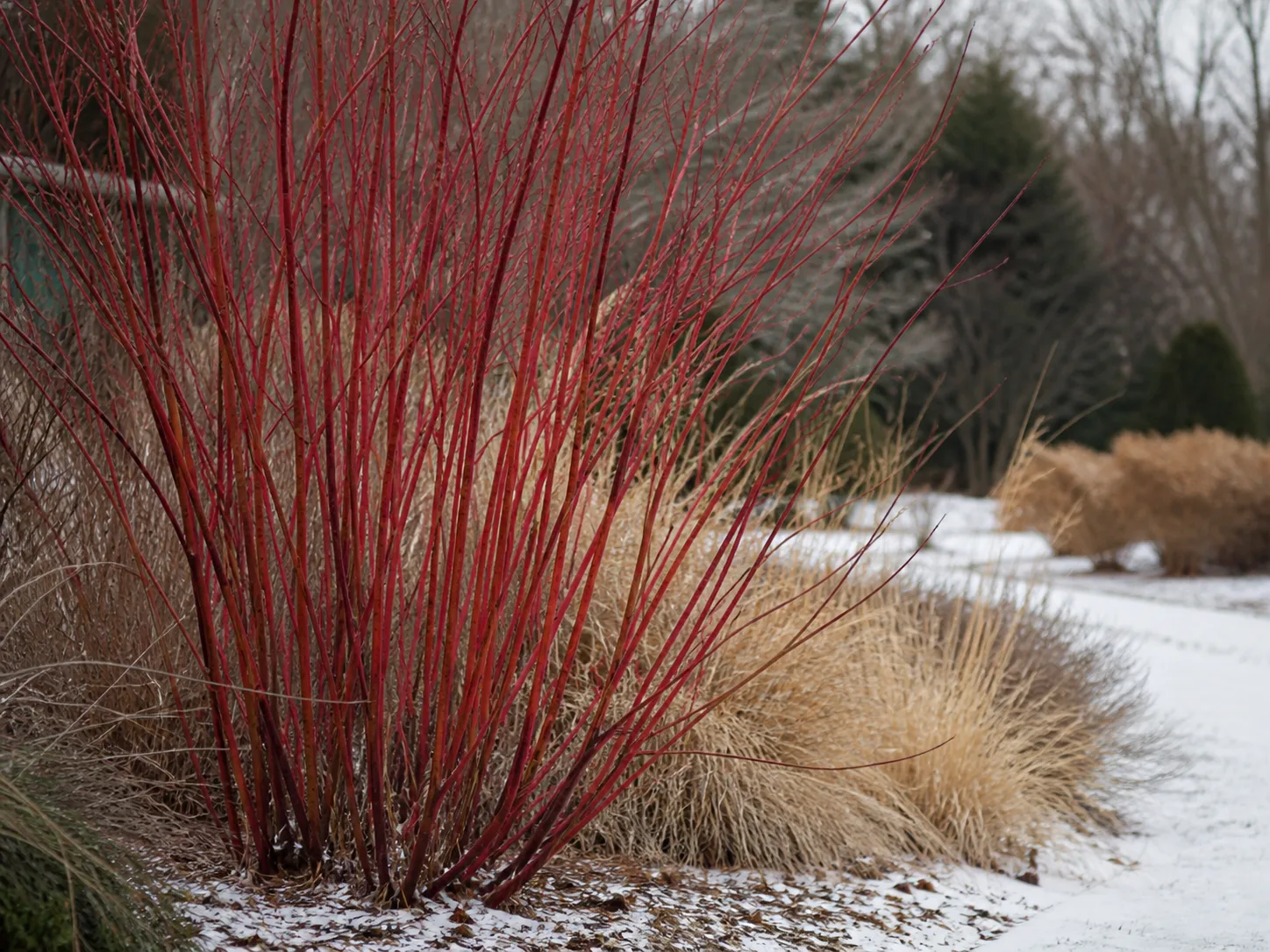 Red twig dogwood stems glowing against snow in a winter garden border