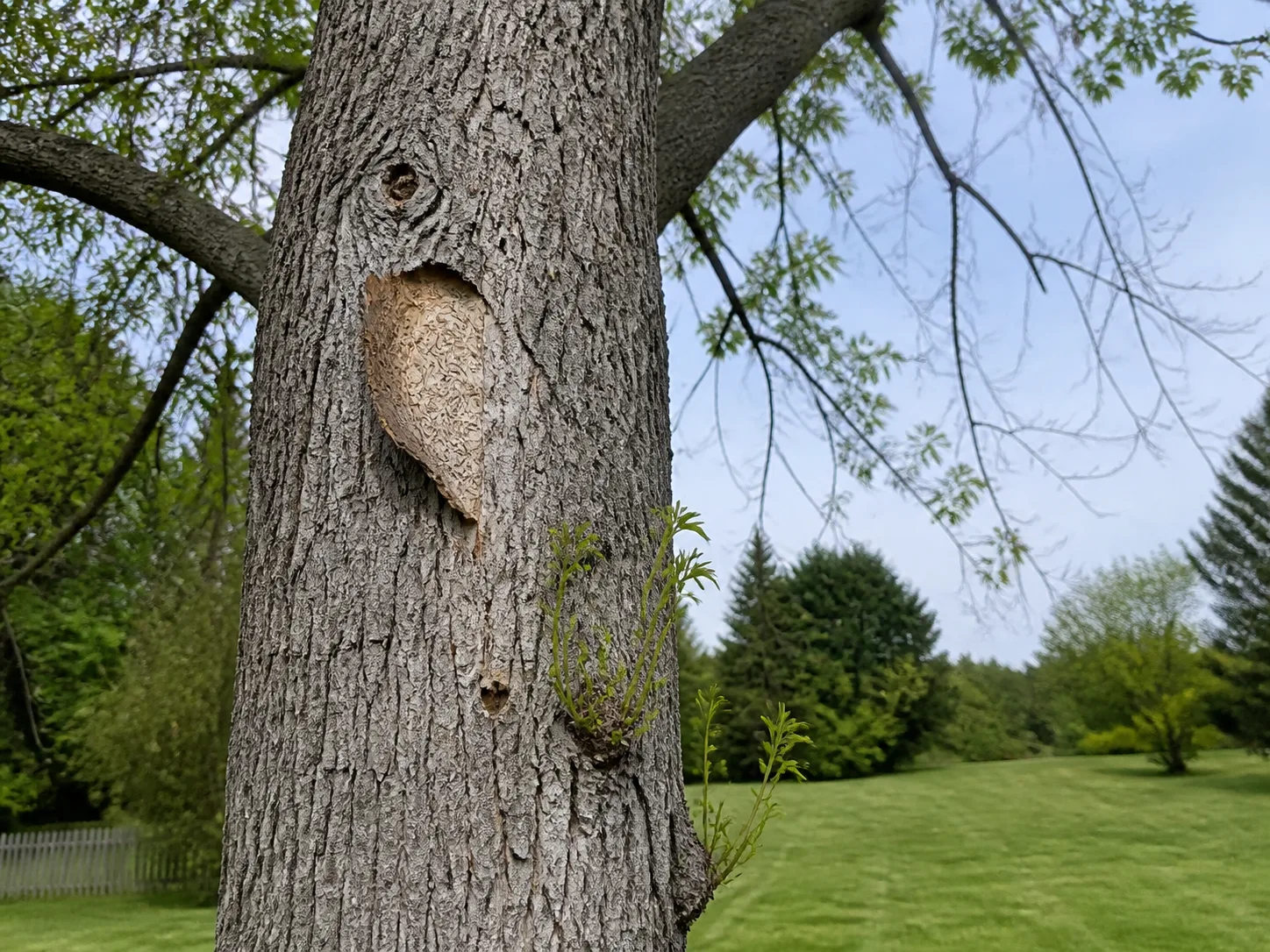 Signs of emerald ash borer damage on an ash tree