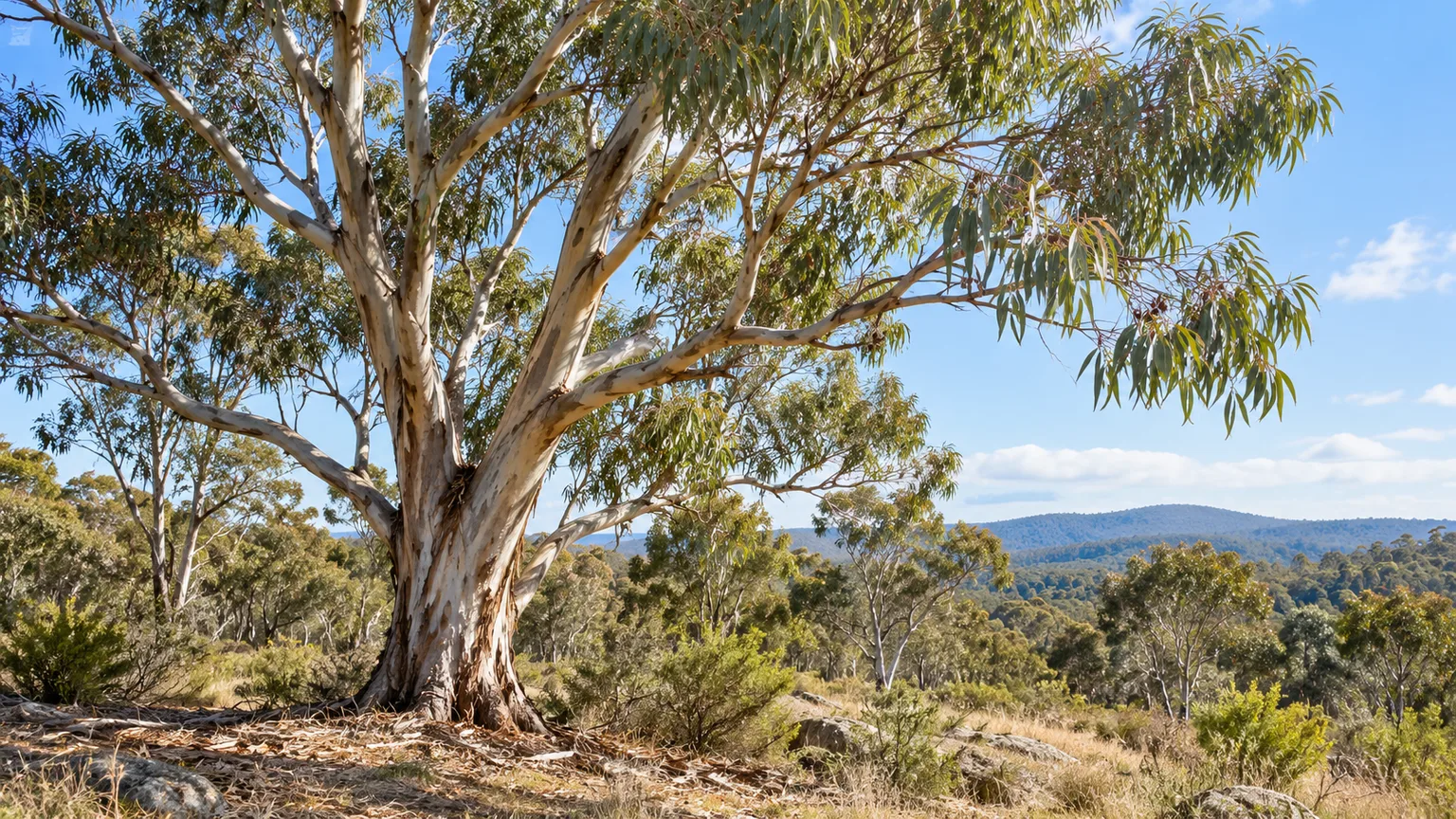 Mature eucalyptus trees with tall trunks and gray-green canopies in an open woodland