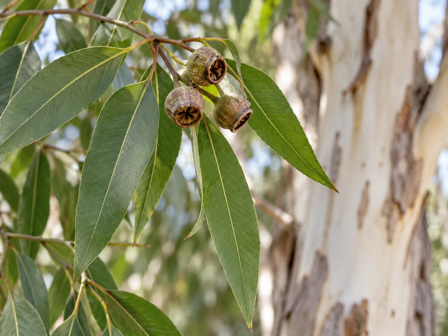 A gum tree branch with narrow leaves and woody seed capsules against pale bark