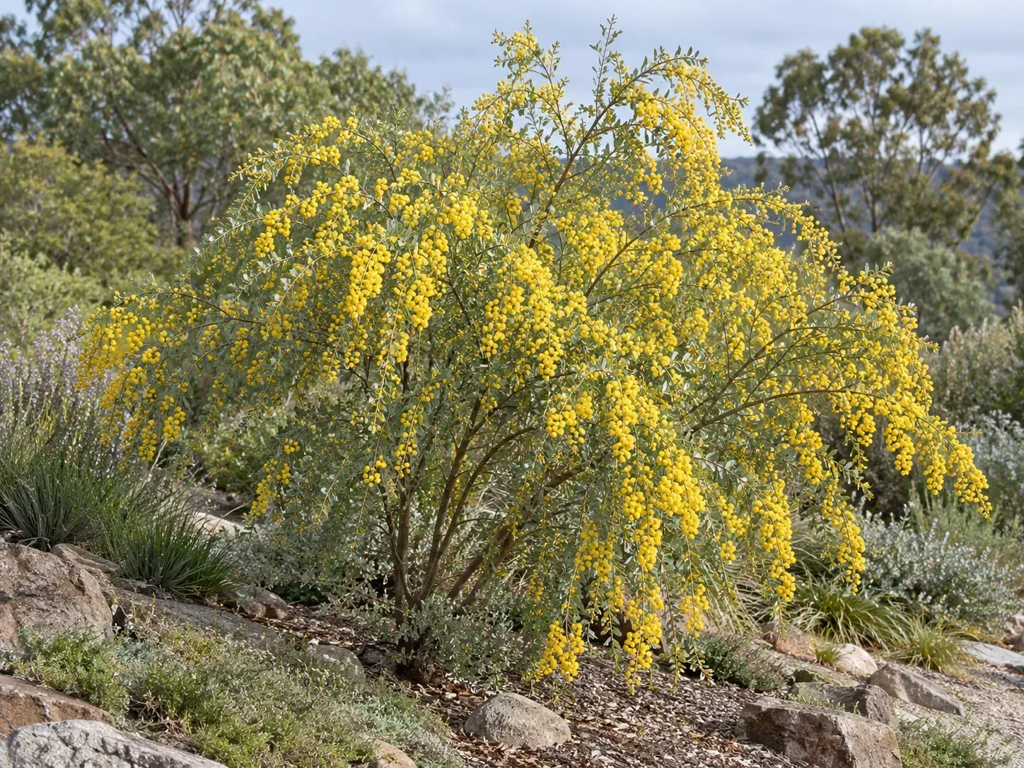 Arching Acacia pravissima branches covered with yellow spring flowers
