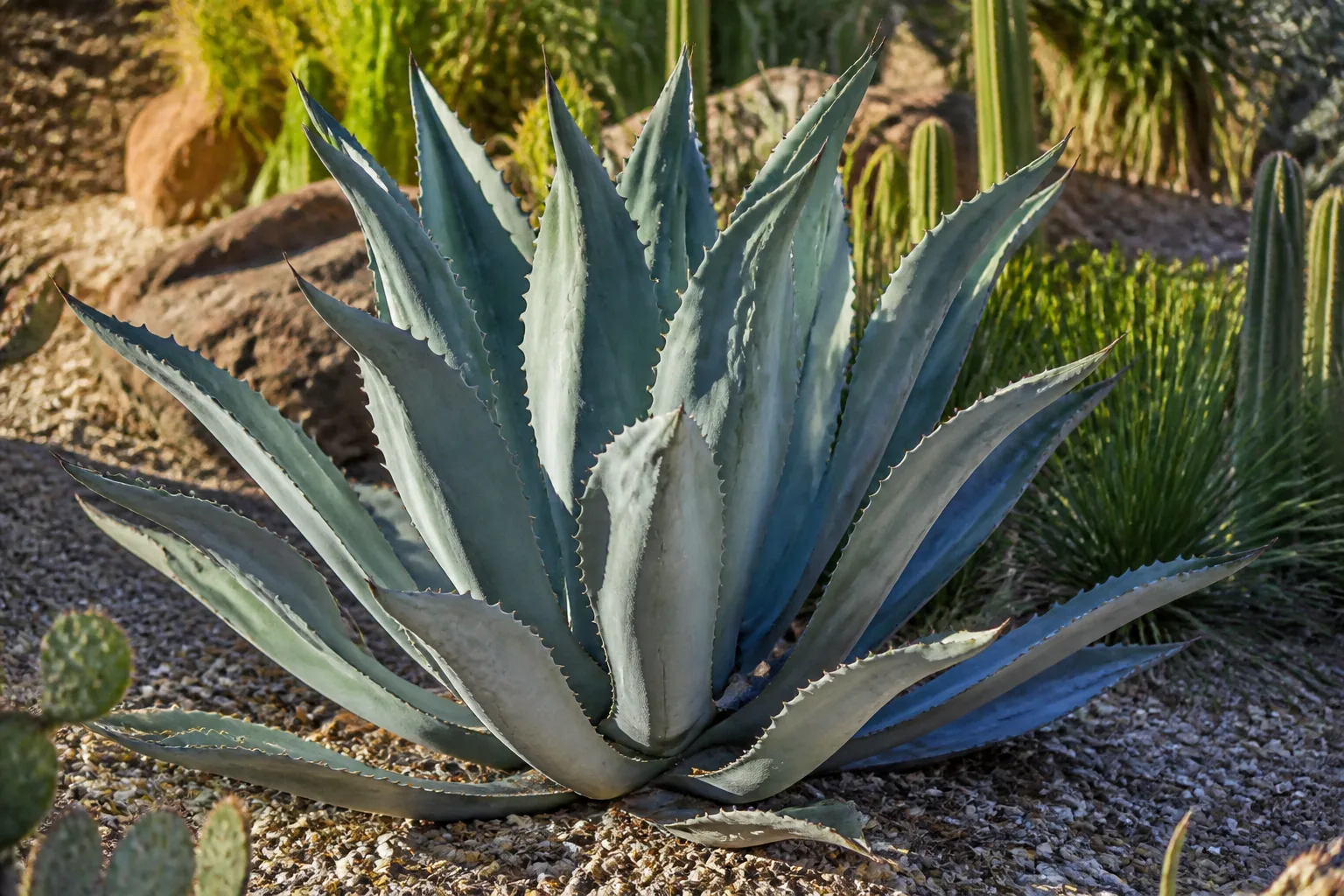 Dark Opal basil foliage and flower spikes