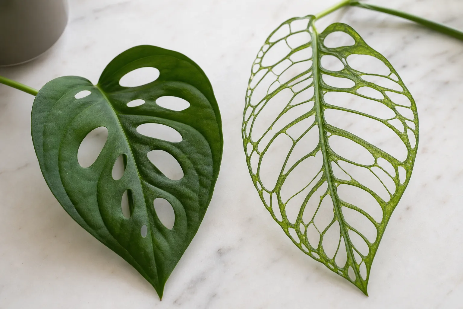 Monstera adansonii leaf beside mislabeled obliqua showing opacity and hole density differences