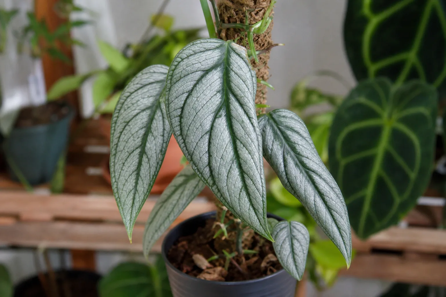 Monstera siltepecana silver juvenile foliage with dark venation on a climbing stem