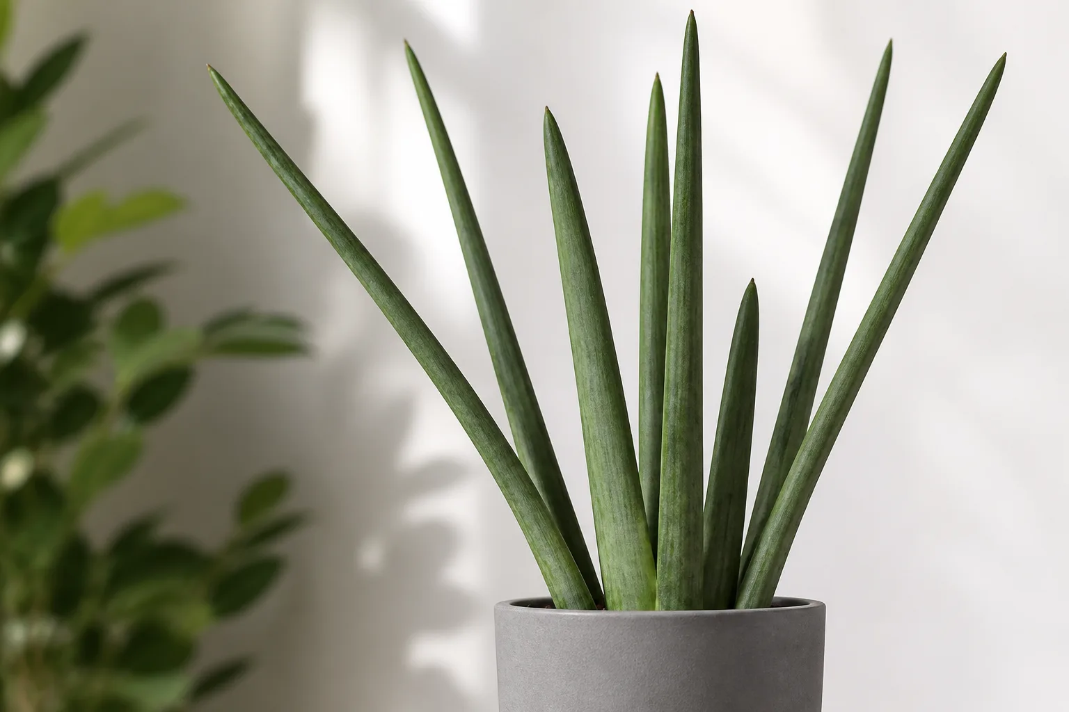 African spear plant with upright cylindrical green leaves in a gray pot