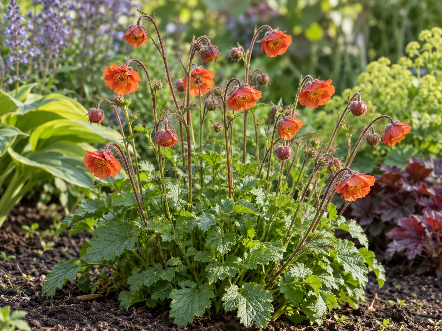 Orange Geum flowers on slender stems above a green clump in a sunny mixed border