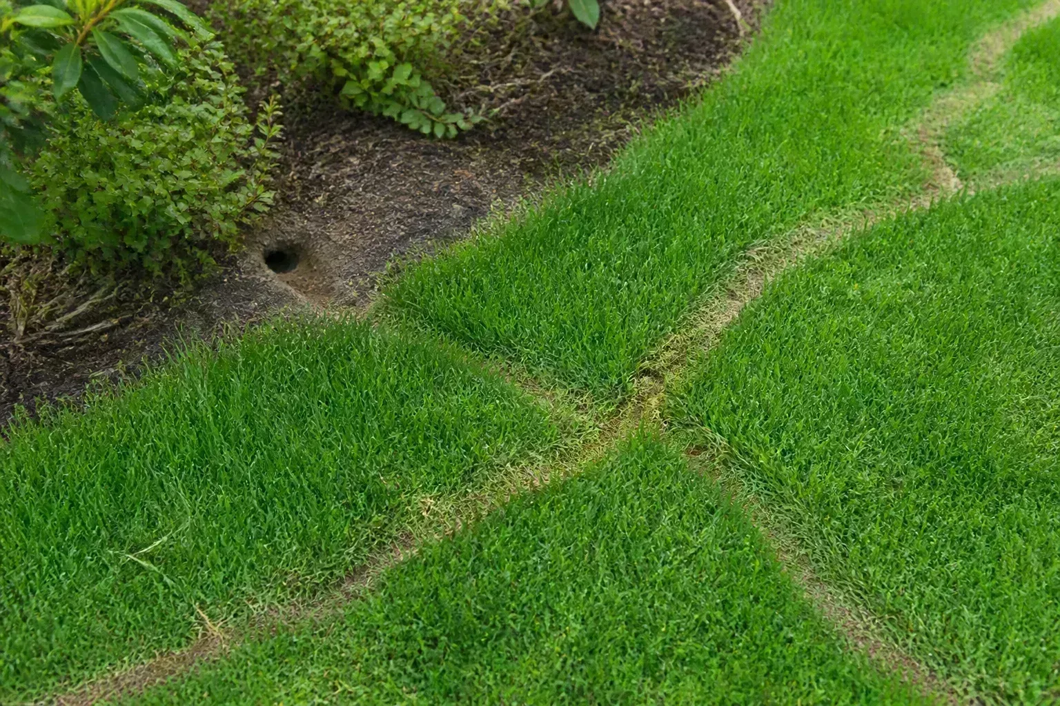 Vole surface runways trampled through backyard lawn grass without soil mounds