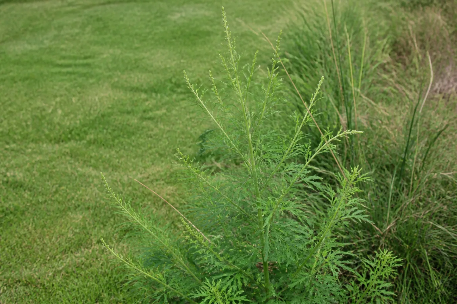 A mature weed with seed-bearing stems growing at a lawn edge