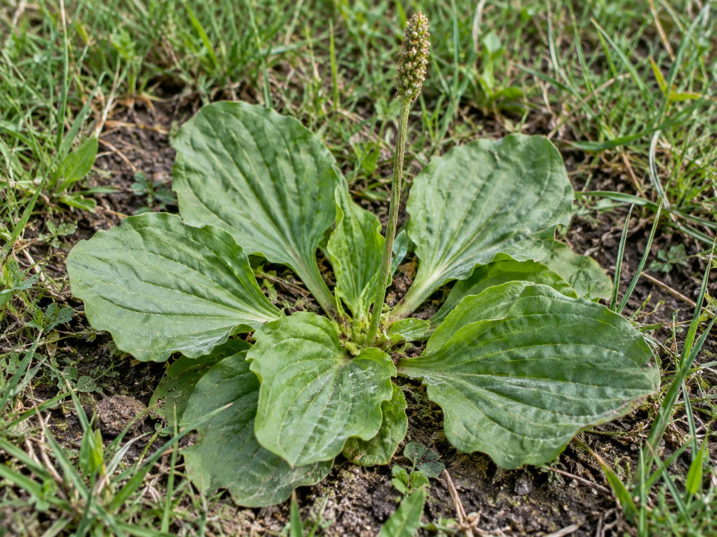 Broadleaf plantain growing as a ground-level rosette with visible leaf veins and slender flower spikes
