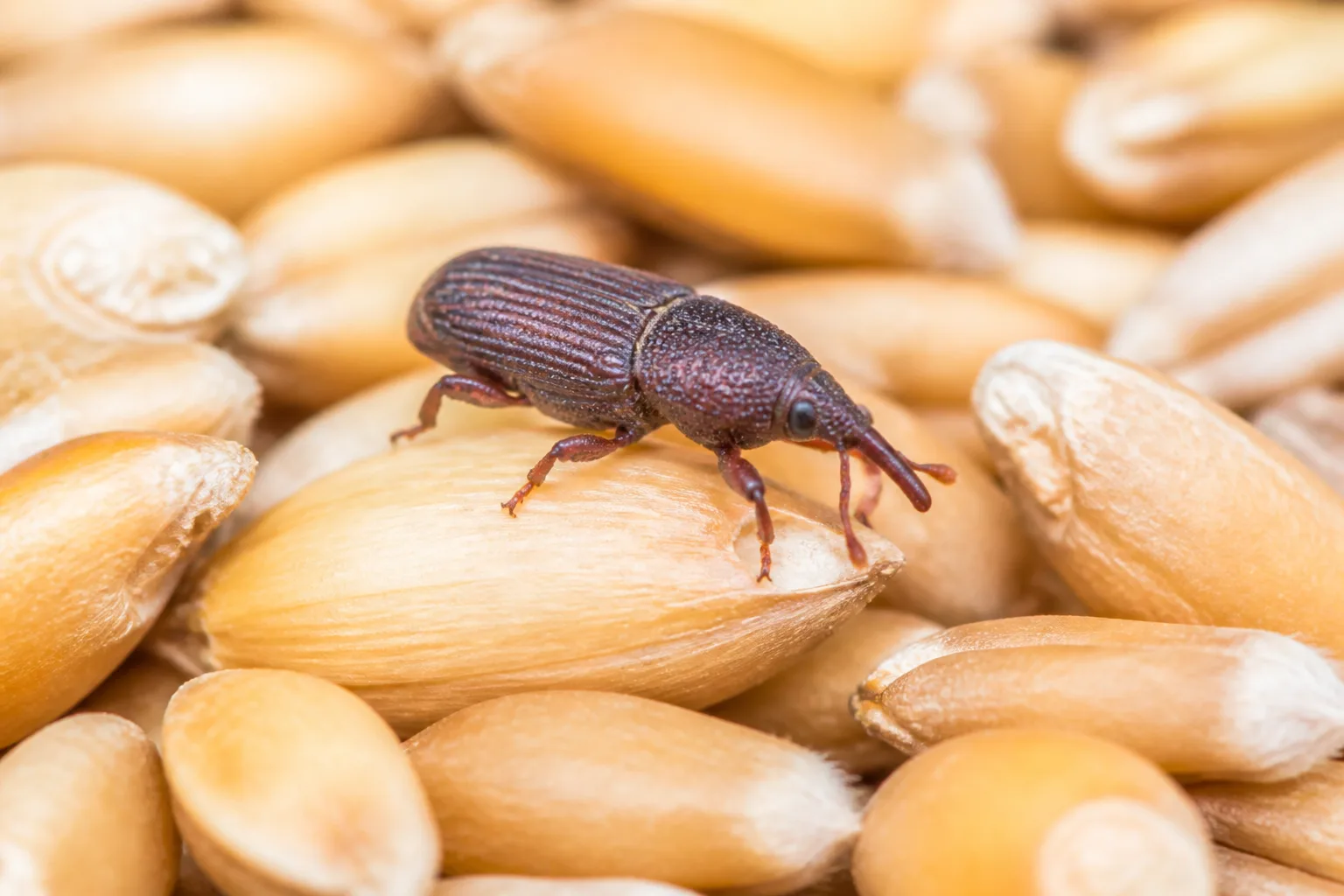 Macro close-up of a small dark reddish-brown rice weevil with an elongated snout on grain kernels
