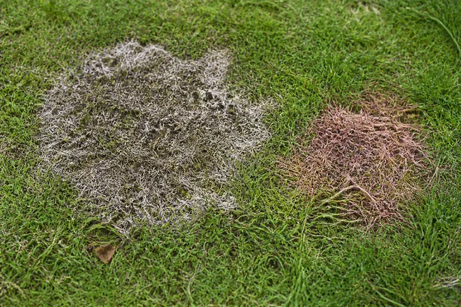 Tan matted snow mold patches on cool-season lawn where snow cover lingered along a driveway drift