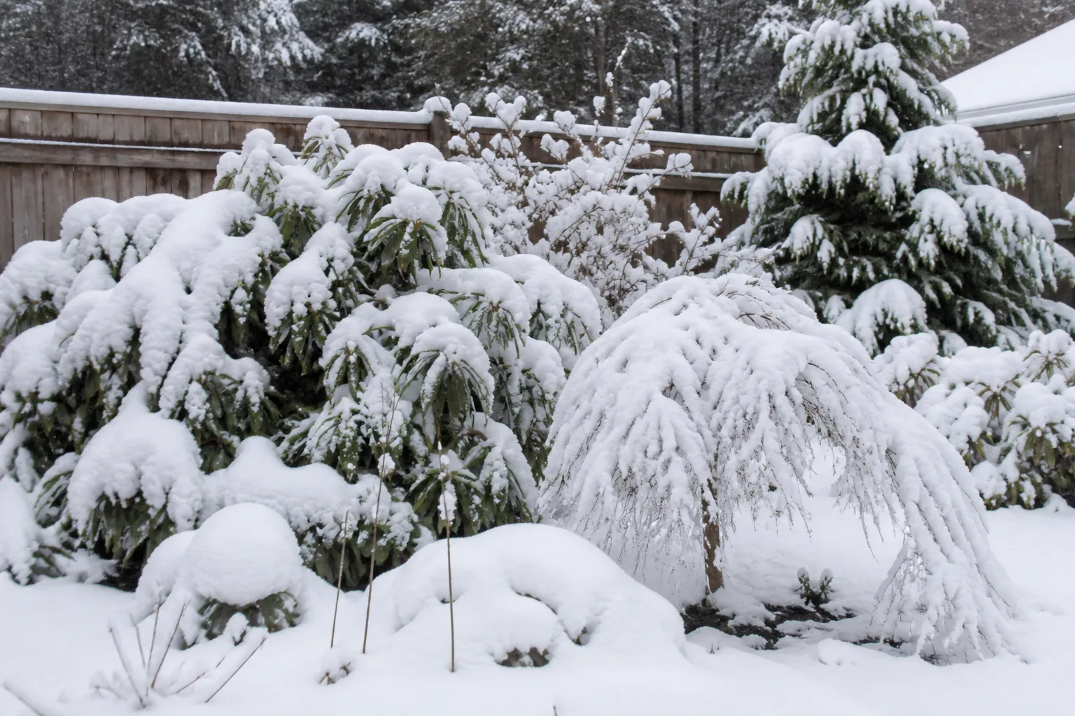 Evergreen shrubs and small trees bent under heavy wet snow in a suburban winter garden
