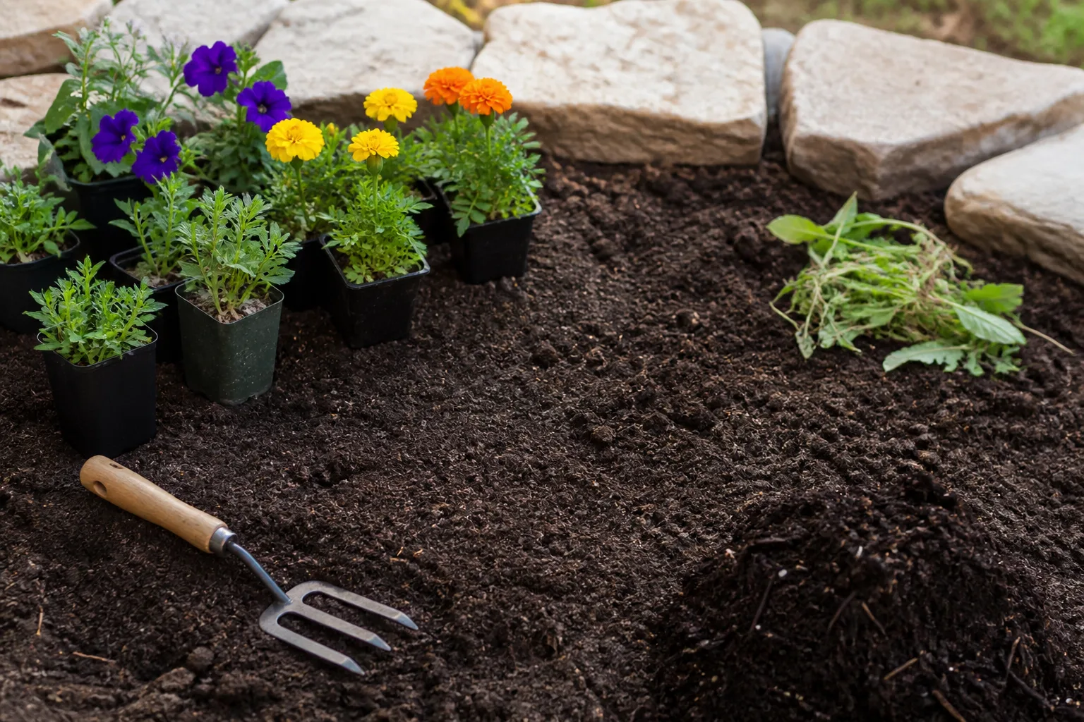 Healthy container-grown perennials arranged beside a freshly prepared garden bed