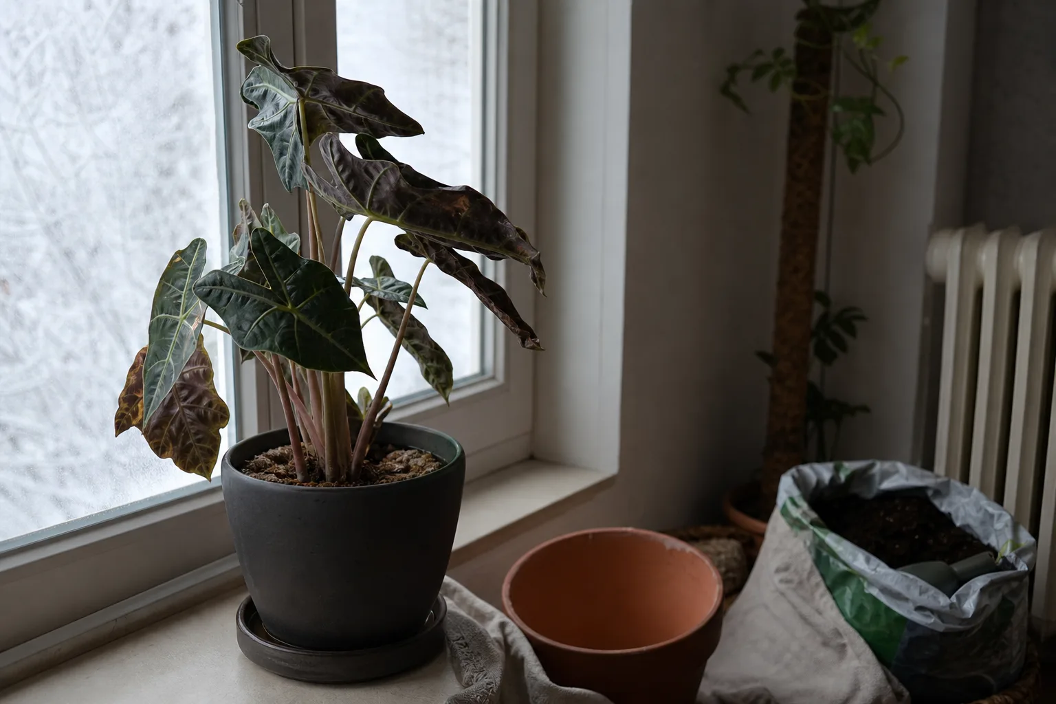 When To Skip Repotting for when to skip repotting