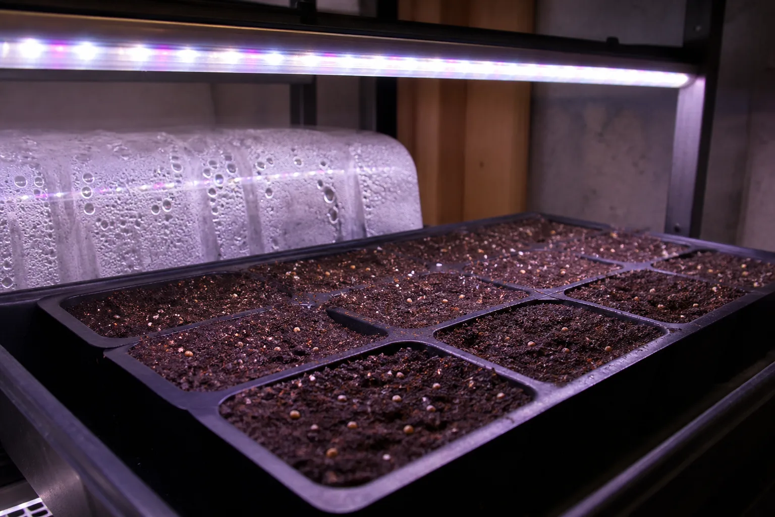 Strawberry seeds surface-sown in a tray under a grow light