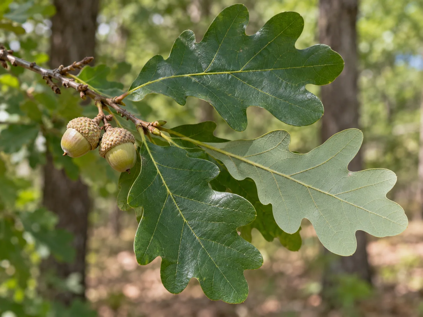 White oak leaves with rounded, bristle-free lobes and developing acorns