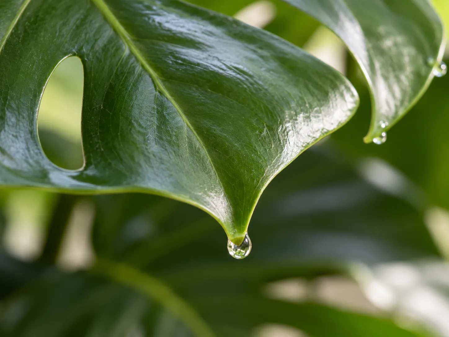 A clear guttation bead hangs from the pointed tip of a healthy Monstera leaf.