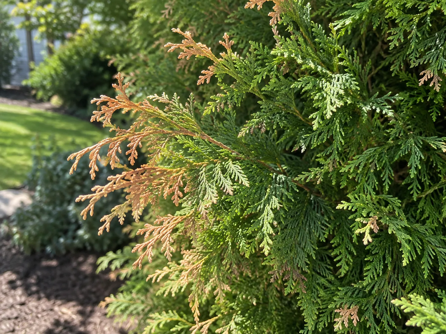 Evergreen foliage with drought-related browning along branch tips