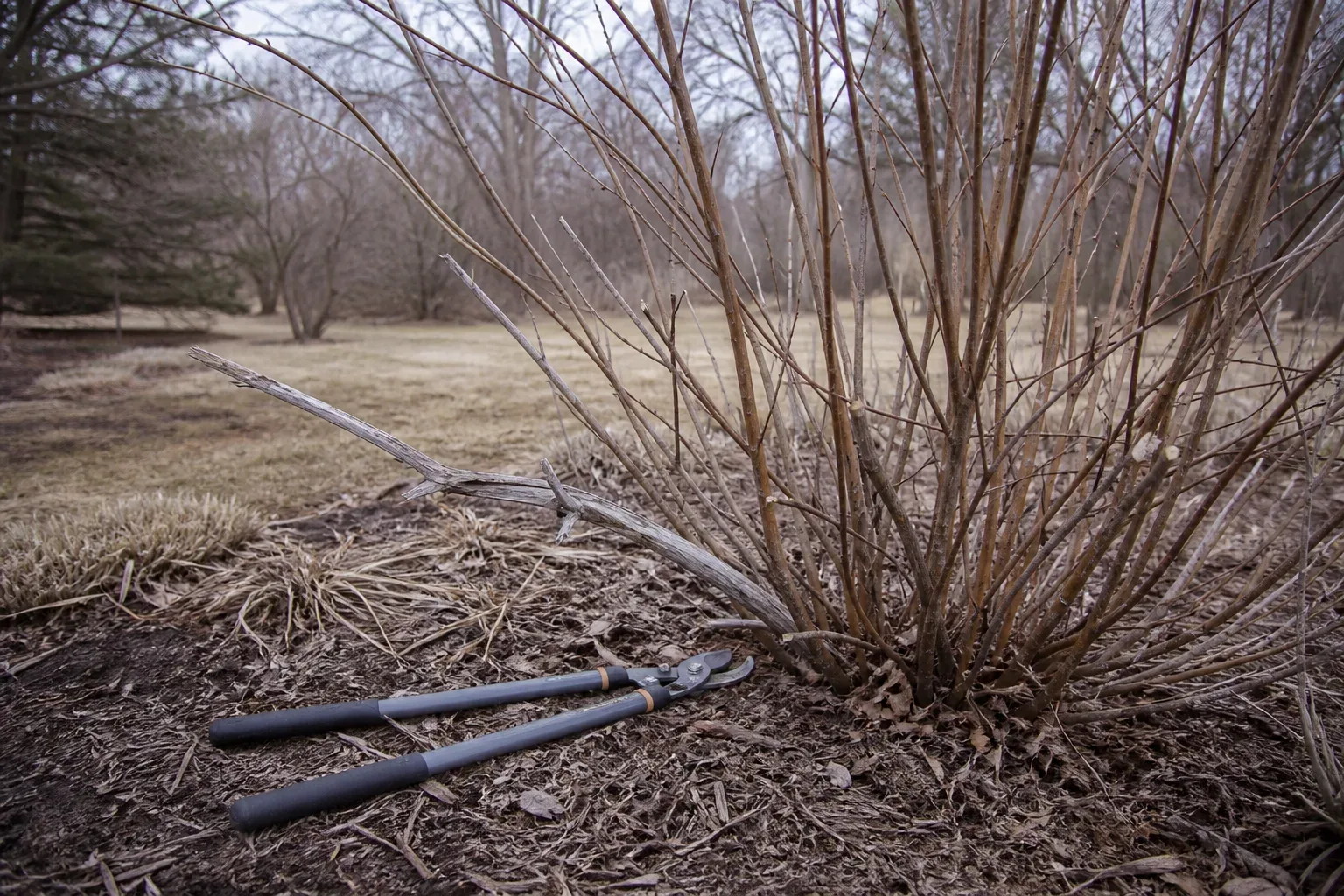 Dead branch and loppers beside a dormant shrub in a winter garden