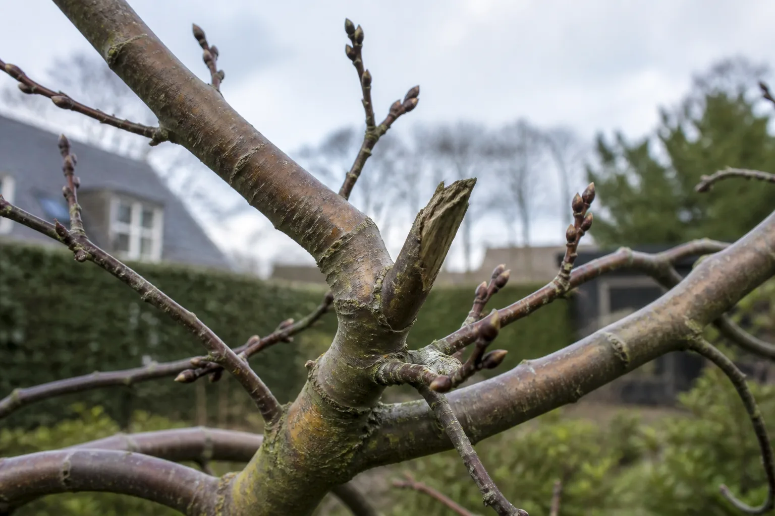 Leafless tree and dormant shrubs in a winter garden before pruning