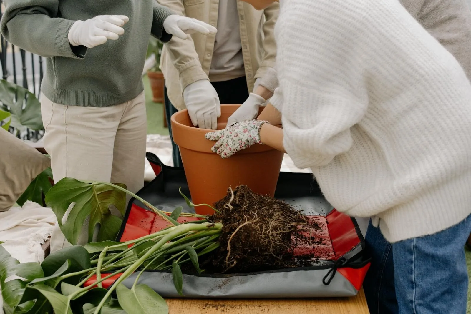 2026 03 19 Why Your Monstera Deliciosa Is Leggy illustrating why your monstera deliciosa is leggy and how to fix it
