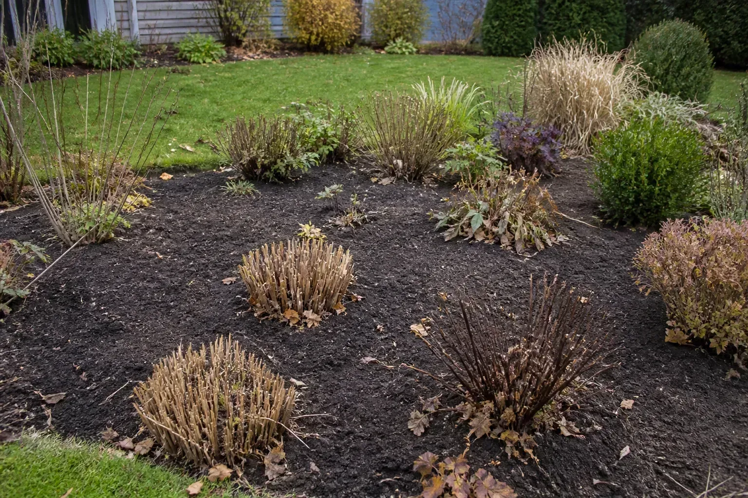A perennial garden bed with dormant plants and loose winter mulch
