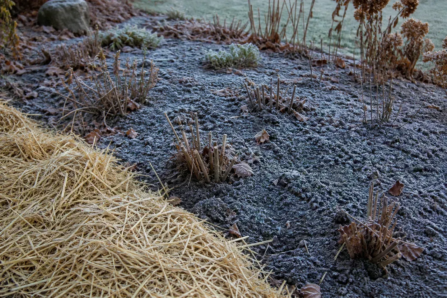 A lightly mulched garden bed protected from winter frost
