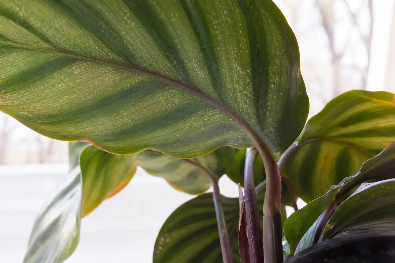 Close-up of a calathea leaf underside showing early stippling where spider mites often start in dry heated air