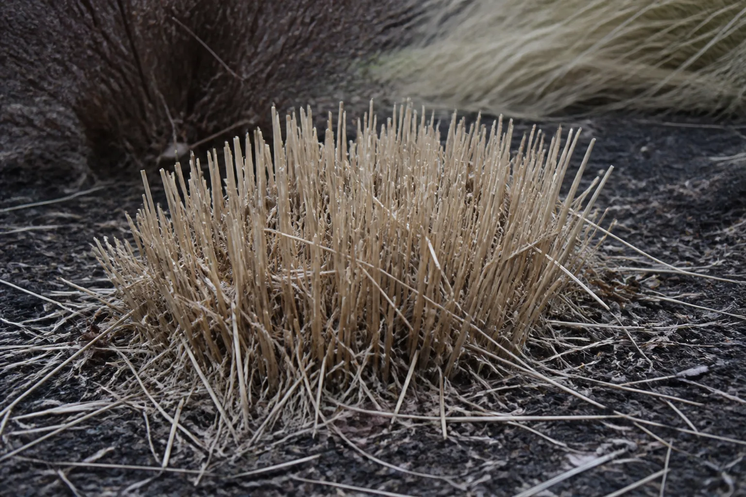 Ornamental grasses left standing for winter structure before a late-winter cutback