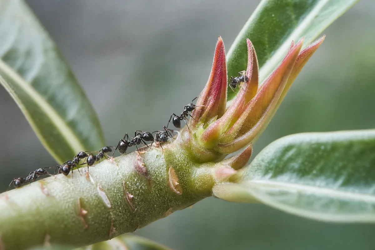 Close-up of Ants on Plant on Adenium - diagnostic detail