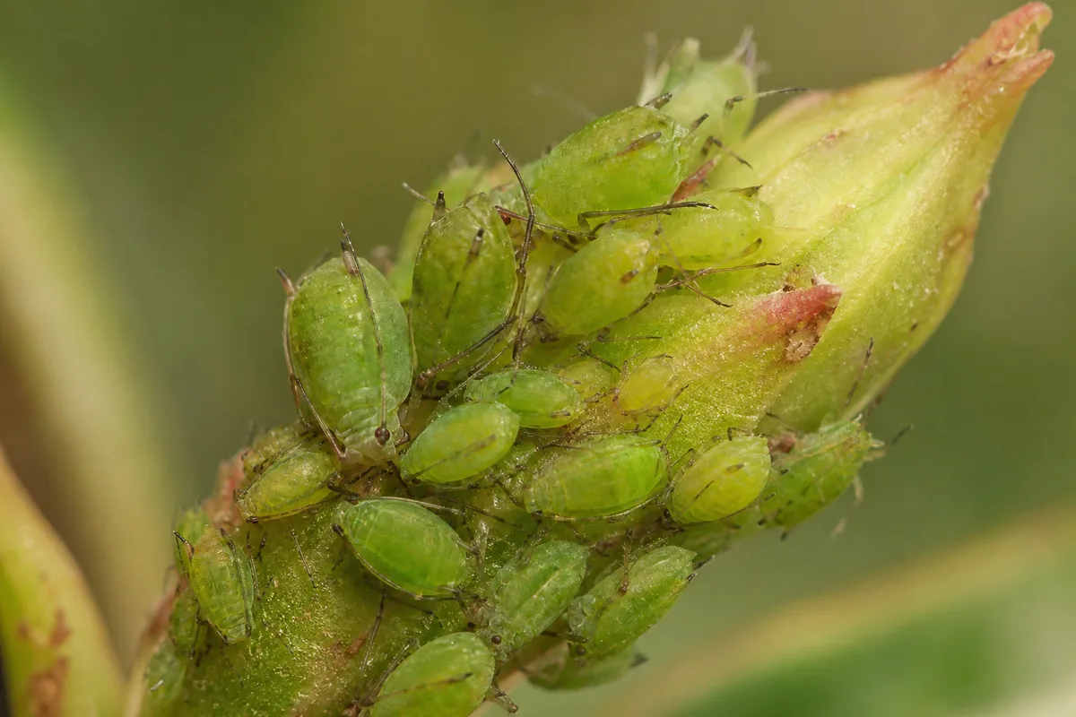 Close-up of Aphids on Adenium - diagnostic detail
