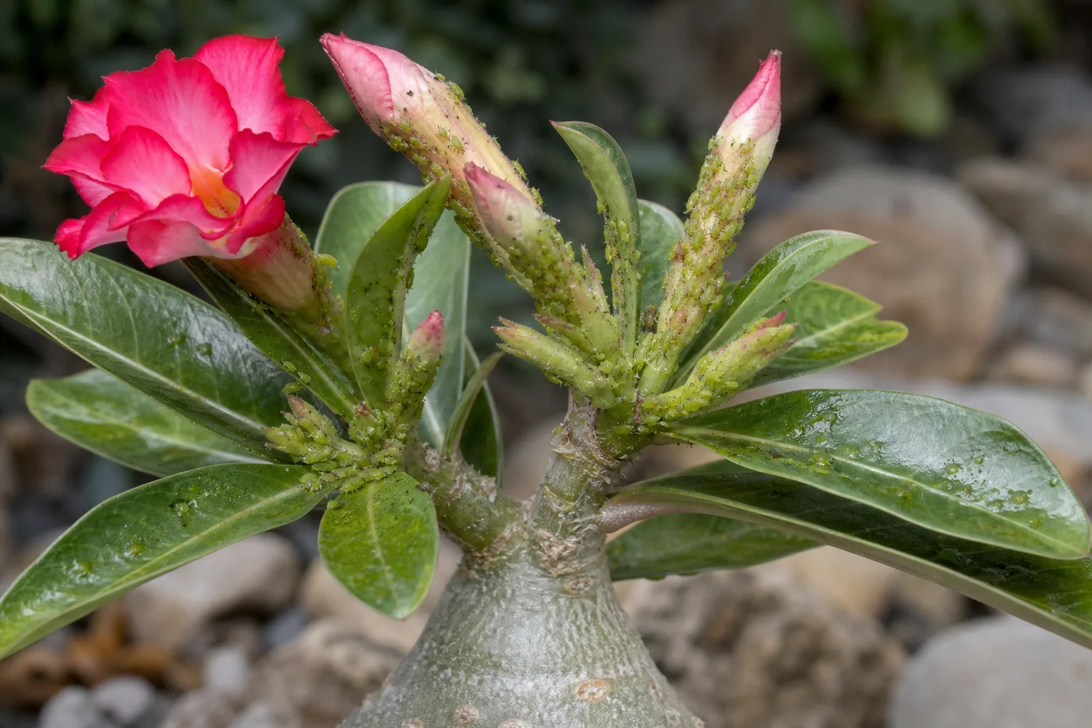 Aphids on Adenium - visible symptom on the plant