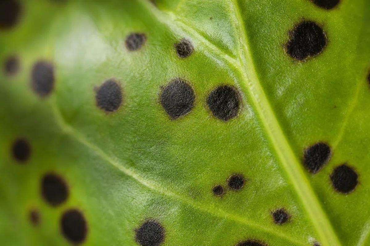 Close-up of Black Spots on Adenium - diagnostic detail