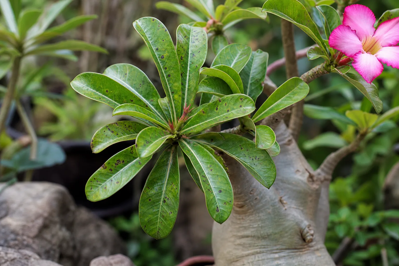 Black Spots on Adenium - visible symptom on the plant