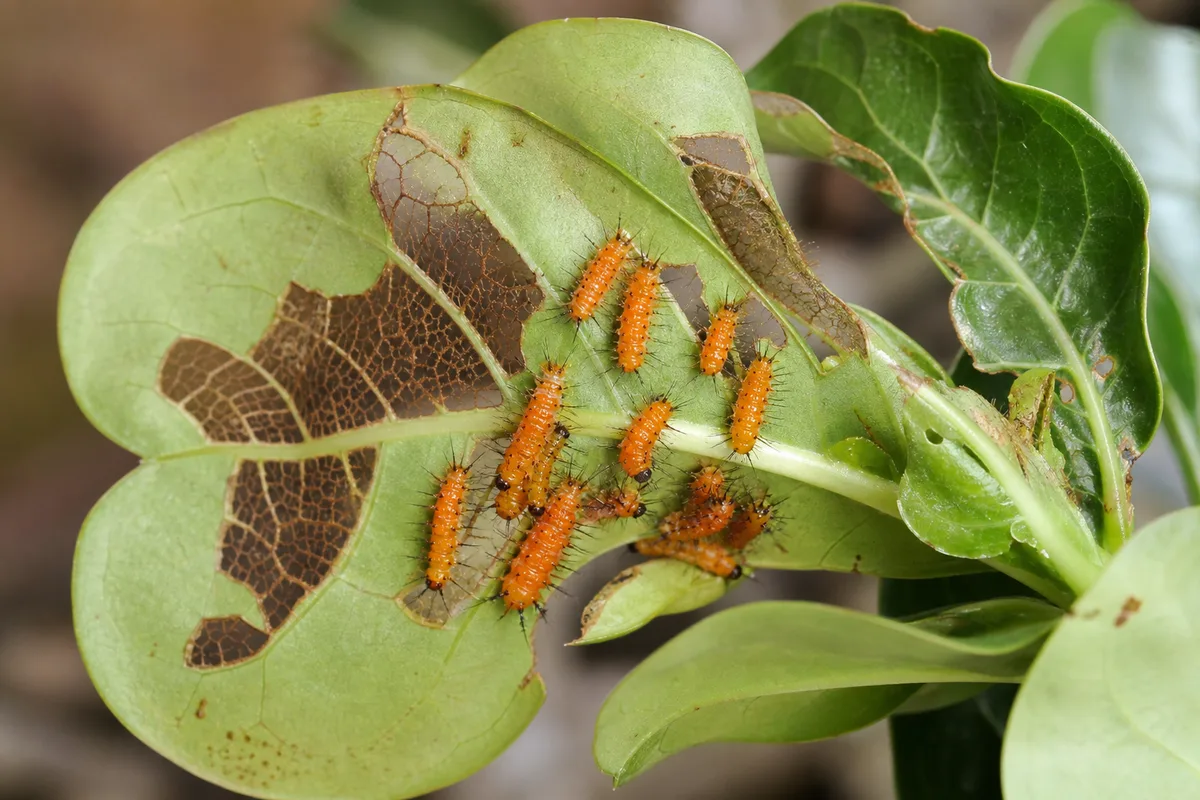 Close-up of oleander caterpillars on desert rose - bright orange larvae with black tufts skeletonizing leaf tissue on the underside of a fresh Adenium leaf