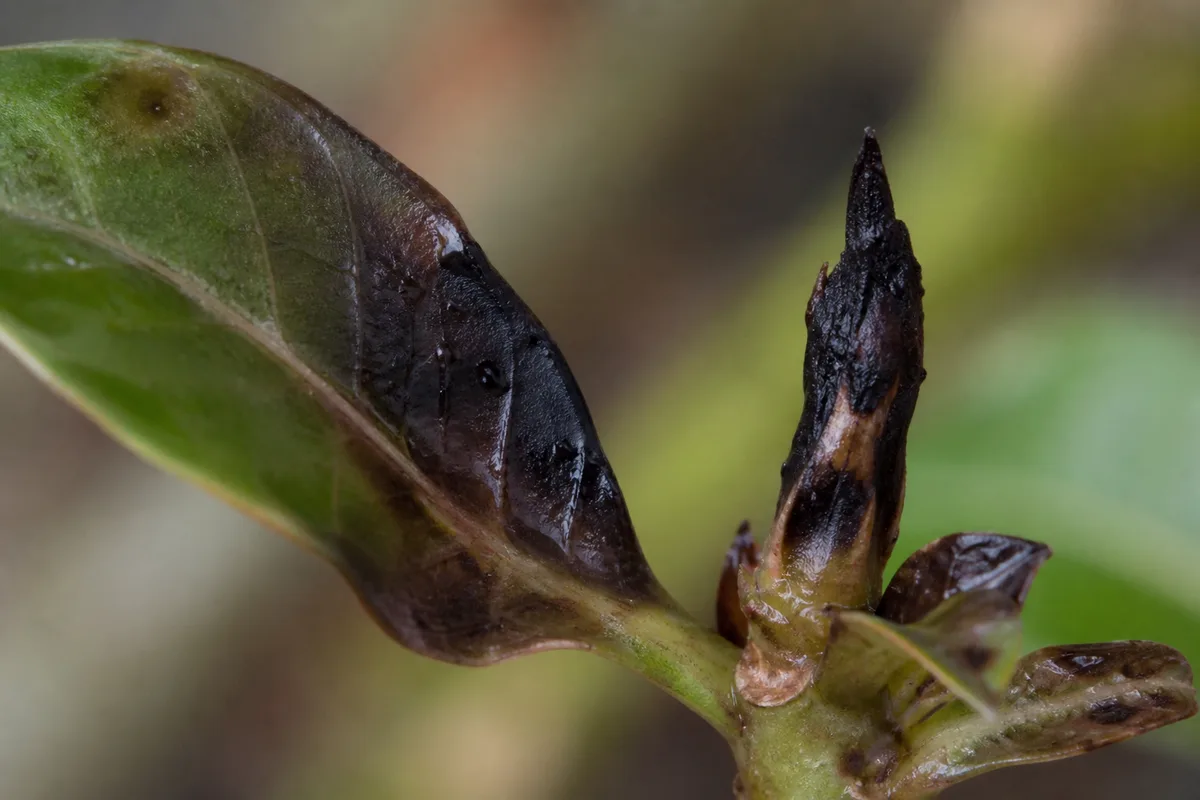 Close-up of Cold Damage on Adenium - diagnostic detail