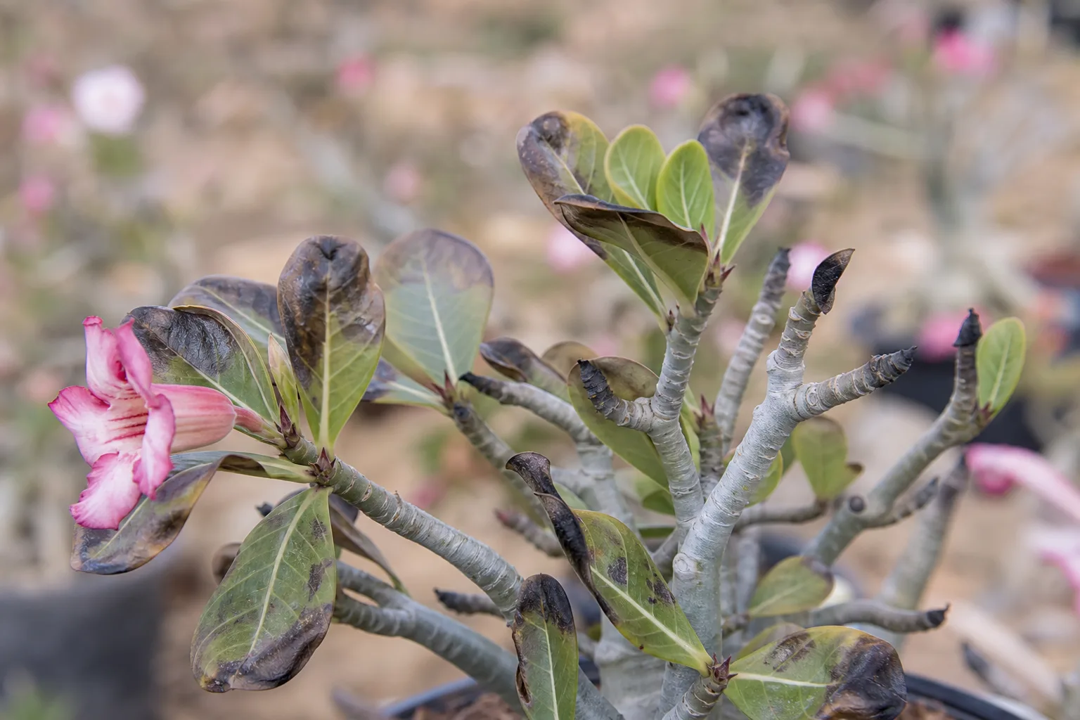Cold Damage on Adenium - visible symptom on the plant