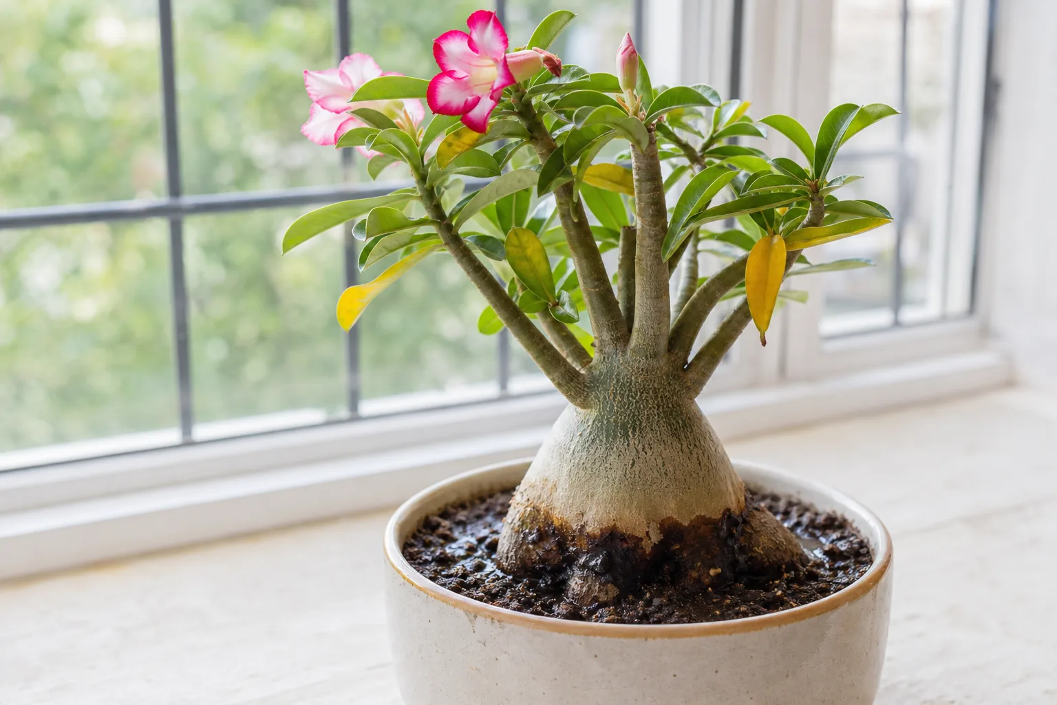 Crown Rot on Adenium - visible symptom on the plant